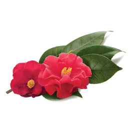 Rosa Rugosa Flower