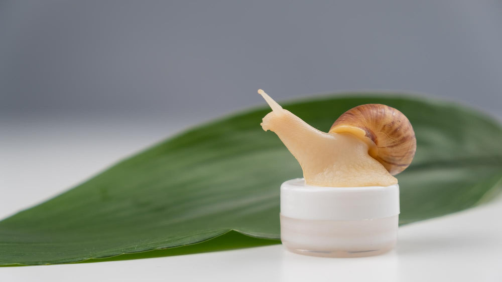 Why Snail Cream Is A Must-Have For Your Skincare Routine