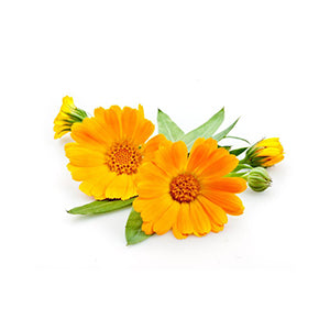 CALENDULA OFFICINALIS