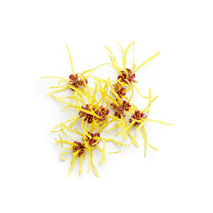 WITCH HAZEL